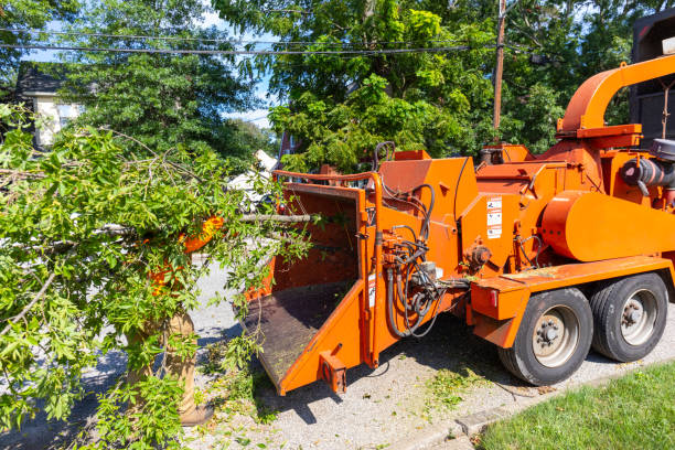 Best Tree Removal for Businesses  in USA